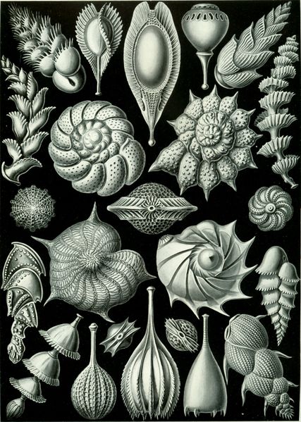 Thalamophora